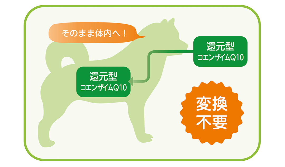 還元型コエンザイムQ10は変換不要でそのまま体内へ