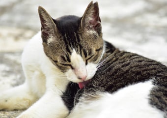 毛艶が気になる犬