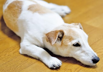 シニア期の犬