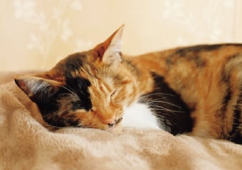 寝てばかりいる猫