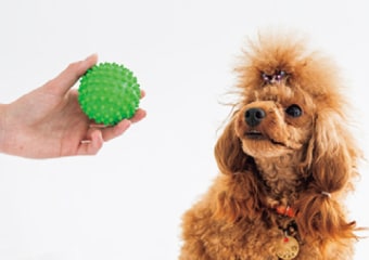 おもちゃで遊ばなくなった犬