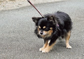さんぽをしたがらない犬